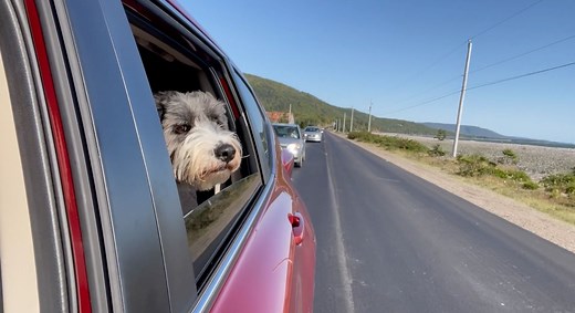 What’s that throbbing noise? How to prevent wind buffeting while driving - The Weather Network