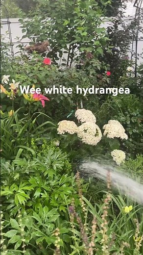 Meet my petite Wee white hydrangea!