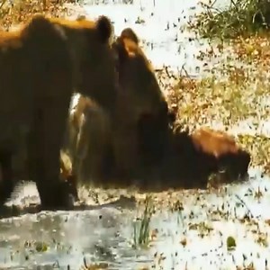 Dramatic Buffalo Fighting With Lions To Rescue Baby Buffalo Please join this group to see more PET LOVE | Animals Nature