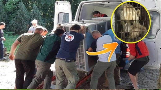 Circus Bear Spends Entire Life In A Cage Before Selfless Heroes Decide They Must Help