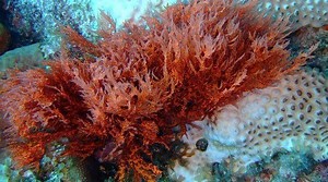 Red algae ~ Everything You Need to Know with Photos | Videos
