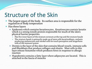 Structure of the Skin - SlideServe