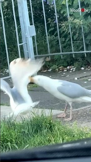 Seagull Fight: Intense Beak Battle on the Shoreline || WooGlobe