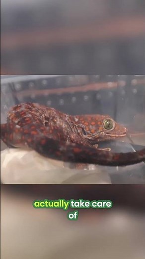 Tokay Geckos, The Best Large Geckos To Own!