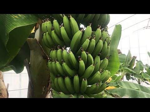 ねっとり甘い熟成バナナ 埼玉のハウスで収穫