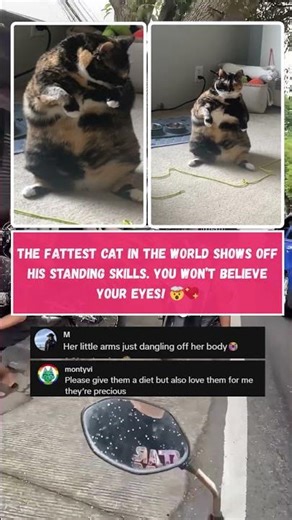 World's Heaviest Cat Stands Up! 😱 You Won't Believe Its Standing Skills! 😻 #Shorts #FattestCat
