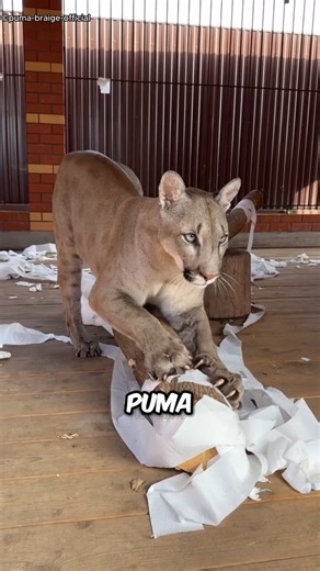 Lion vs Puma: Who’s Stronger? #facts #shorts #animals #animallife #wildlife