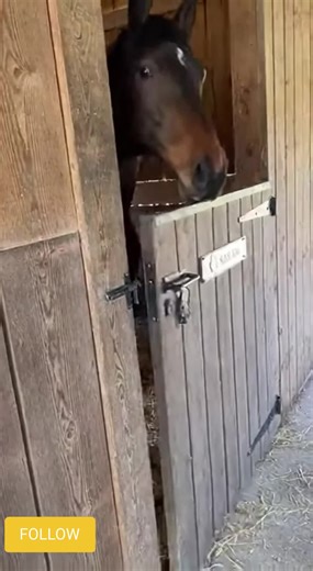 Malin… ce cheval n’a clairement pas signé pour rester enfermé 🤣 Il pousse la porte, il s’échappe, il saute les murs comme si c’était normal… Ce cheval a plus de personnalité que la moitié d’entre nous 😄 Je crois qu’il veut auditionner pour un film d’action 😂🔥
