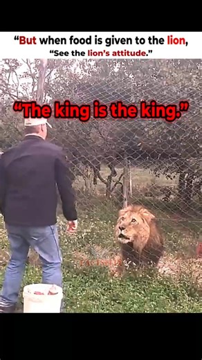 The Real Difference Between Tigers And Lions In The Wild ! #trending #Viral #wildlife #animals .