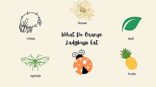 What Do Orange Ladybugs Eat?