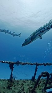 3.3K reactions · 169 shares | Check out this barracuda up close....