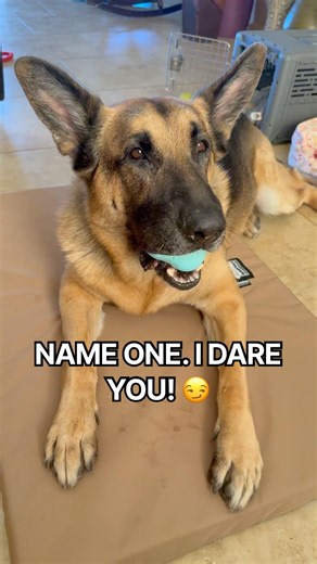 Rocky says it's impossible. Can you prove him wrong? 🤔😂