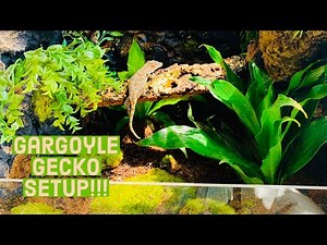 Gargoyle Gecko Enclosure Setup in Zen Habitats!