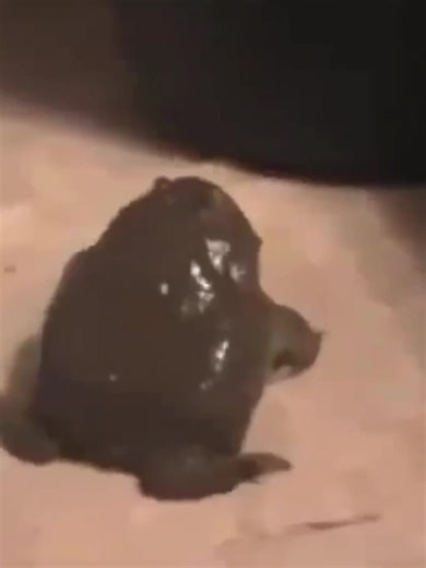 ✨AaAaAaAa✨#frog #screaming #fyp #foryou #viral #meme | frog