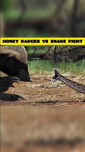 Honey badger vs snake 🐍 fight 😳😳