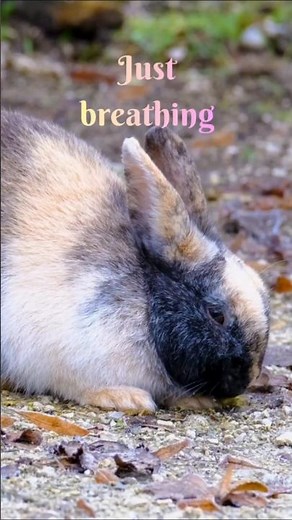 Just breathing#bunny #relax #peace #calm #softmusic