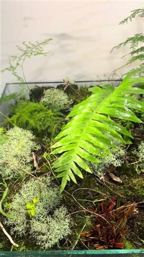 Building a Living Fern Forest at Home 🌿 | Pure Terrarium Design