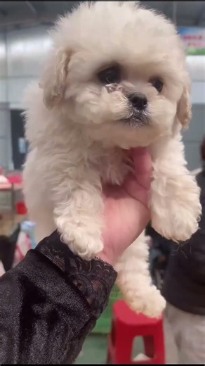 POV: You just found a living "Scruffy" Teddy Bear! 🧸🤍 | Dog Market