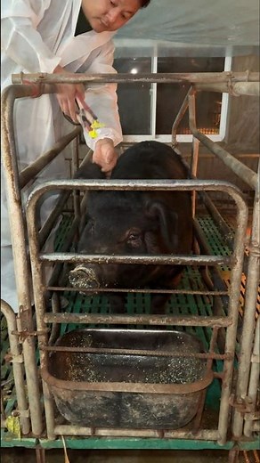 Pig Ear Tagging – Safe & Humane Livestock Identification Method 💥