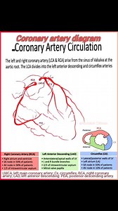 🚩🫀 Coronary Artery Diagram: Explore this detailed diagram of the coronary arteries, Key arteries: - Left Main Coronary Artery (LMCA) - Left Anterior Descending (LAD) Artery - Circumflex (Cx) Artery - Diagonal (D1, D2) Arteries - Obtuse Marginal (OM1, OM2) Arteries - Septal (S1, S2) Branches ✨ Special Thanks 🙏🏻 thevisualnurse , @cardiovisual , @cardiologycasesdk @anesthesia.and.me For educational purposes only. #Cardiology #HeartHealth #MedicalEducation #CoronaryArteries #Anatomy #HeartAnatom