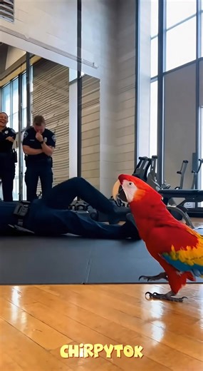 Bro's counting skill 😄😄🦜 #talkingparrot #funnyparrot | ChirpyTok