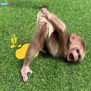 Monkey Kyo pees her pants and the way she handles it is extremely funny! | Foodie Street Show