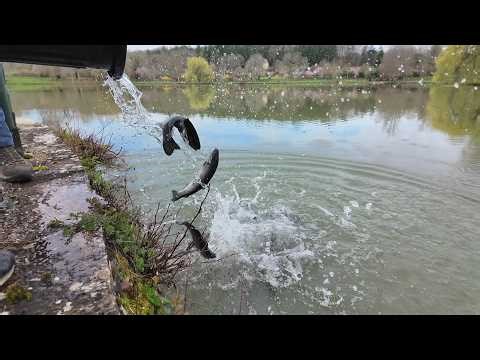Avant l'ouverture de la saison de pêche, des lâchers de truite dans les rivières du Lot