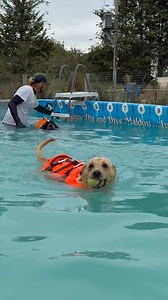 Senior doggy pool party 🐾💦💕🇬🇧 | Canine Dip and Dive Maldon