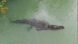 48K views · 317 reactions | See ya later alligator! News 19's Lauren Layton got up close to an alligator in the Haysland area earlier Friday. Read the full story at: https://whnt.com/news/huntsville-officials-speak-after-increase-in-alligator-sightings/ | WHNT News 19 | Facebook