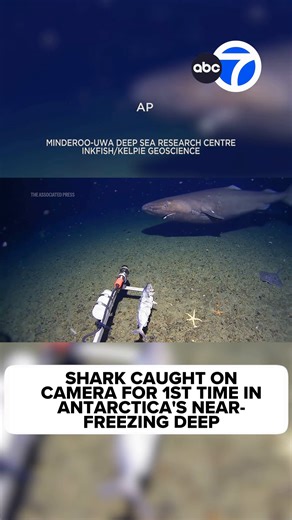 First Recorded Shark in the Antarctic Ocean