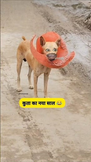 कुता का नया साल #funny #thetharpuns #shilpisaroja #comedy