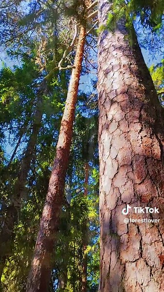 Exploring Ancient Forests and Biodiversity