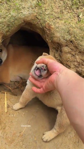 Turn on the face changing mode, the little puppy, the pastoral dog, the Chinese pastoral dog, the m