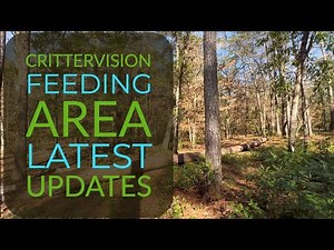 CritterVision Feeding Area Construction Updates FEB 04, 2023!