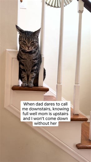 Understanding Cat Behavior: Lessons from Our Feline Friends