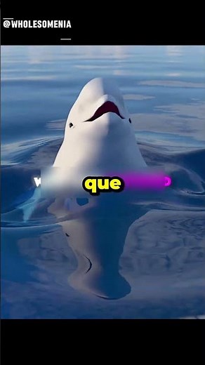 A melhor baleia beluga da história 🐋