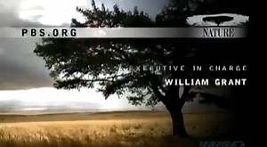 Nature Credits | Retro Junk