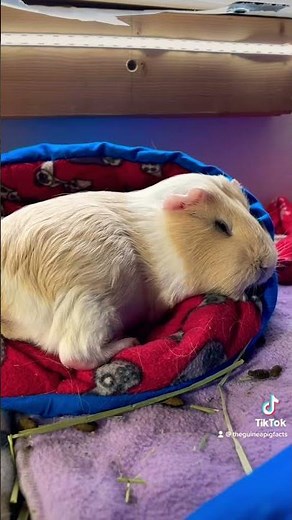 Guinea Pig Sleeping Habits: What You Need To Know! #guineapigcare #guineapig #guineapigs #cavy