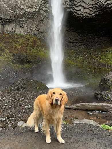 20 reactions | Scout Golden Retriever on Reels | Facebook