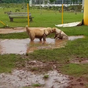 41K views · 939 reactions | Har du en mudder hund?  | Vi ELSKER Hunde | Facebook