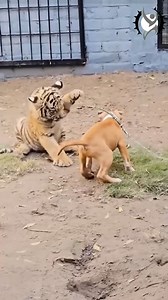 137K views · 832 reactions | Tale of a tiger and dog friendship | Petro Clips | Facebook