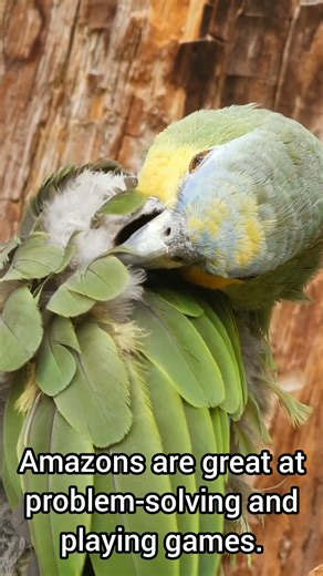 Amazon Parrot | Musician of the Winged World