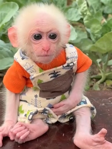 so cute and adorable #BabyAnimals #foruyou #CuteAnimals #Monkey | cute monkey videos