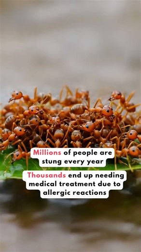Facts About the Fire Ant