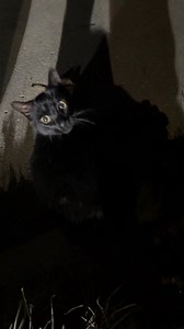 Pretty sure I was selected by the cat distribution system on my way home last night. I didnt take him home. He looked well cared for and we have a few outdoor cats in my neighborhood so I let him wander. | Jason Sydejko KCCI