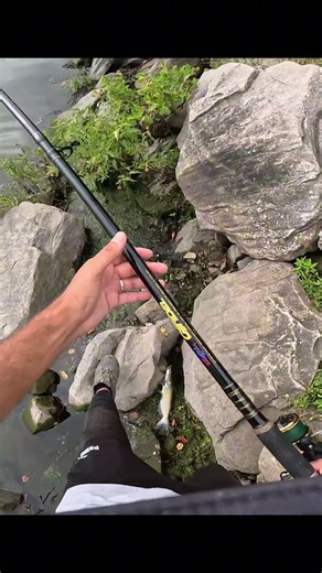 Fishing for Carp but Hooked a Giant Catfish!