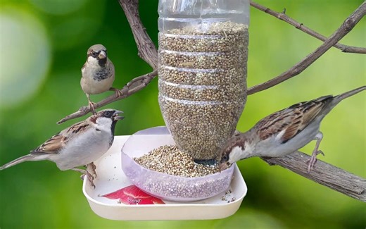 【环保】家庭自制简易喂鸟器 || Birdy Official【斑豆搬运】