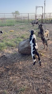 Surround yourself with phenomenal people who are confident enough to know that there is room for all of us at the finish line. 💛 Victoria #LetsRootForEachOther 🌻 | 2 Crazy Goat Ladies