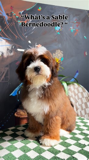 Namaste Bernedoodles on Instagram: "Proof that red doesn’t have to be one-dimensional.❤️ When deep red meets natural shadowing… that’s sable—dark accents blended through the red for depth, contrast, and serious wow factor✨ #bernedoodle #dogsofinstagram #puppylove #doodlelove #sable"