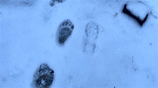 How to have fun finding and identifying Pennsylvania animals with track traps this summer